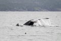 Humback whale a puffin and a murre 2